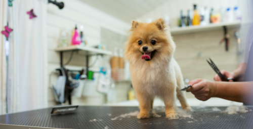 what equipment do you need to start a dog grooming business