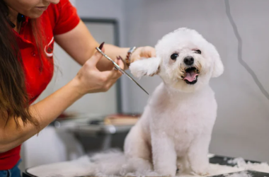 how to start dog grooming business from home